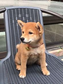 娱乐吃瓜君第一次见狗,萌态百出瞬间圈粉