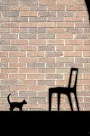 影子猫图片,揭秘影子猫的神秘面纱